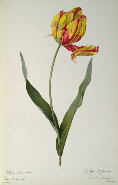 Tulipa gesneriana dracontia, aus 